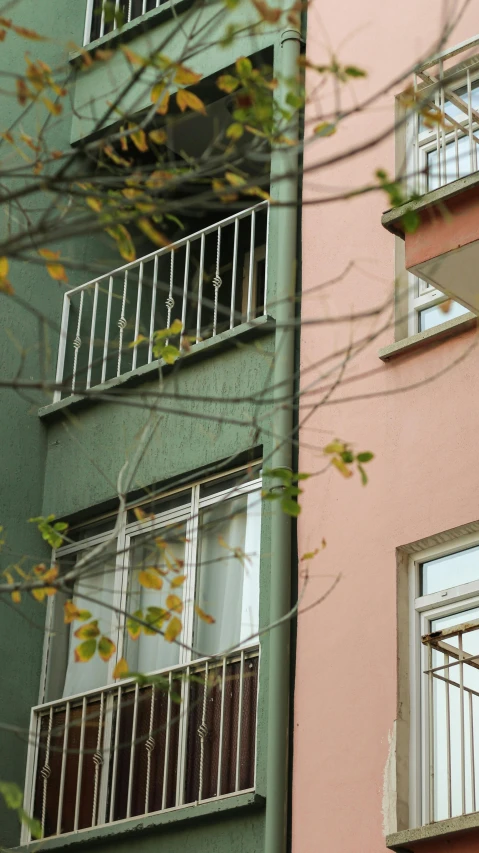 two different building, one pink and one green with bars, a tree in the foreground, and a cat looking out the window