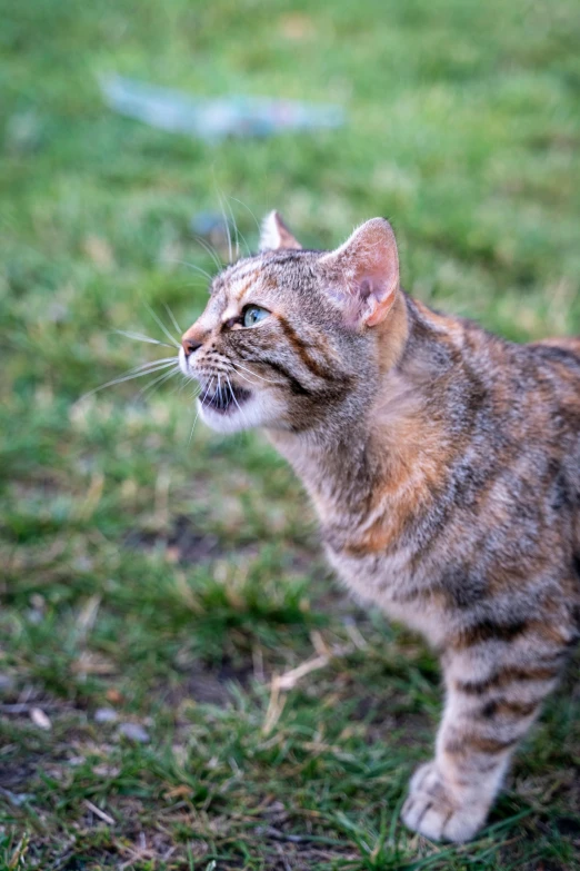 a cat walking on the grass outside