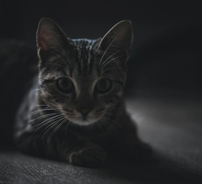 a black and white po of a cat lying on the ground