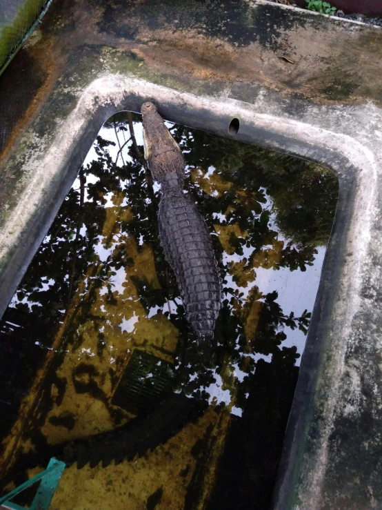 a large alligator standing in water under a bridge