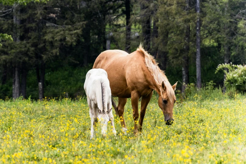 two horses stand in an open field with tall grass