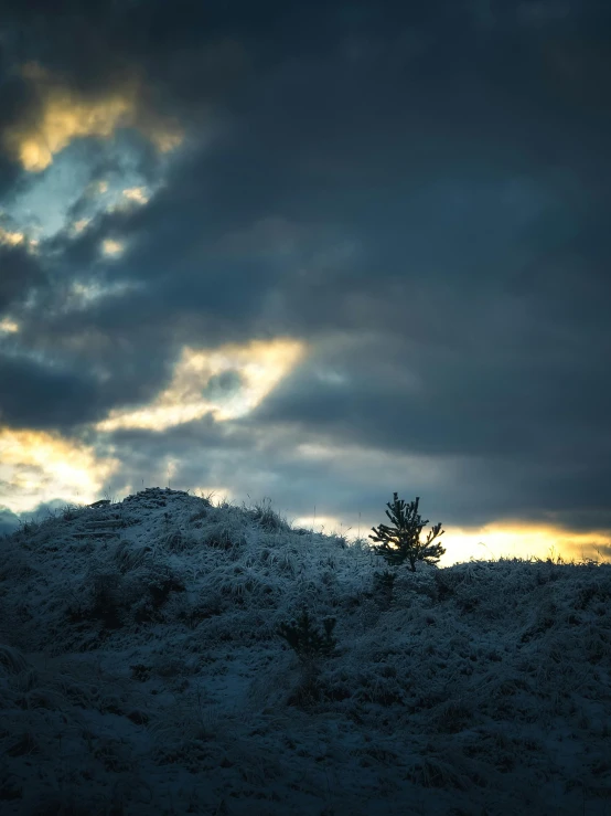 a lone tree is on top of the snowy hill