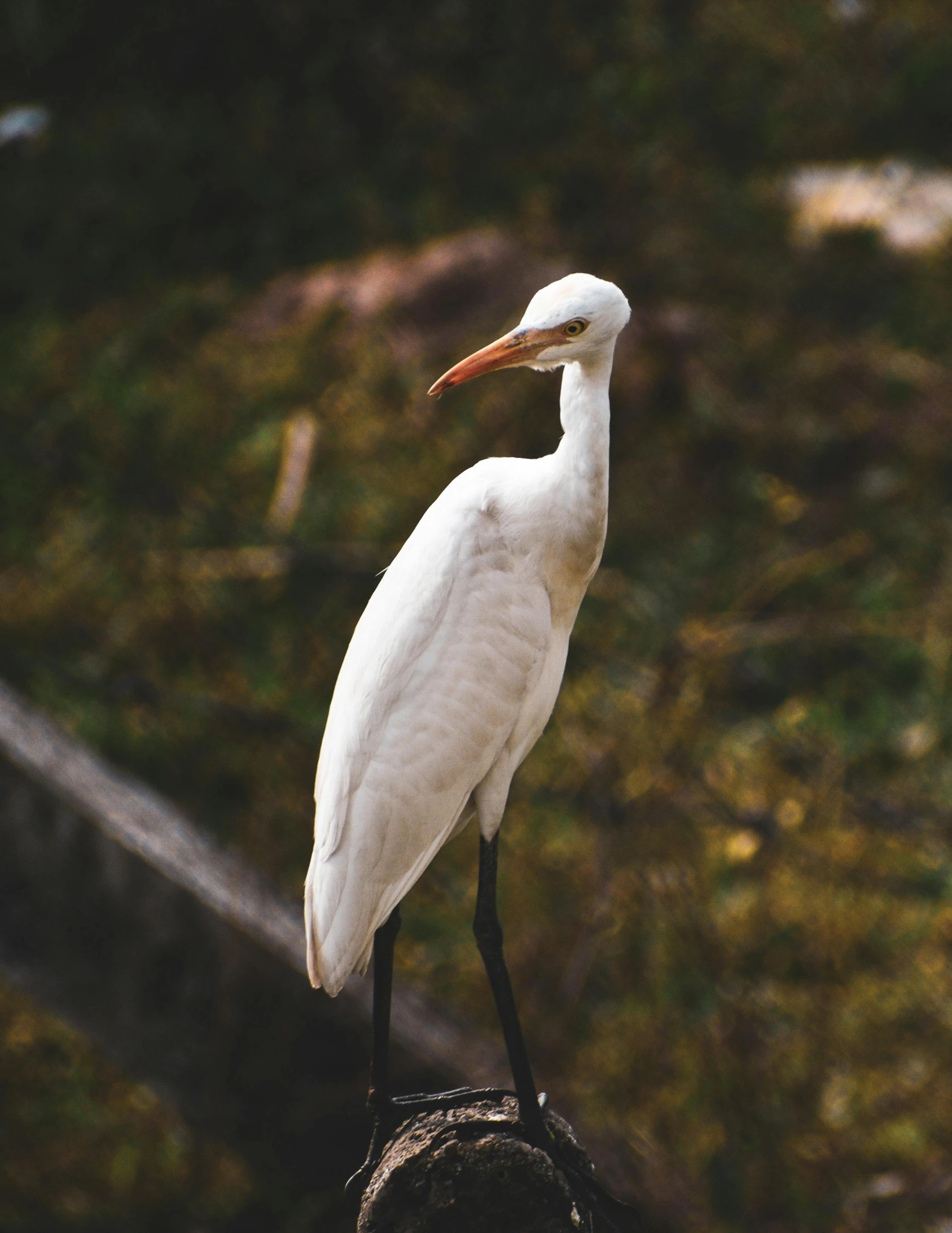 a white bird is standing on a tree stump