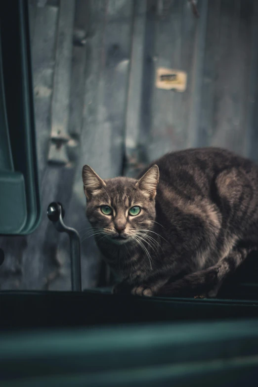 a black and grey cat looking out the window