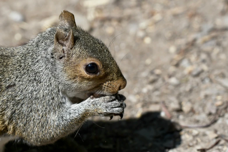 the squirrel is eating soing on the rock