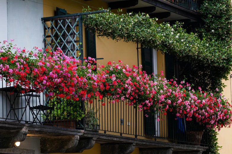 pink flowers on an balcony in europe