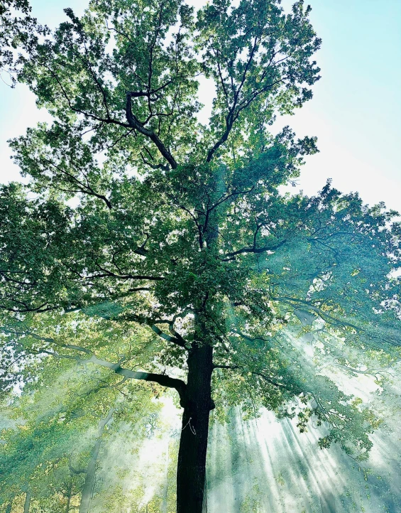 a single tree standing in the middle of a grassy field