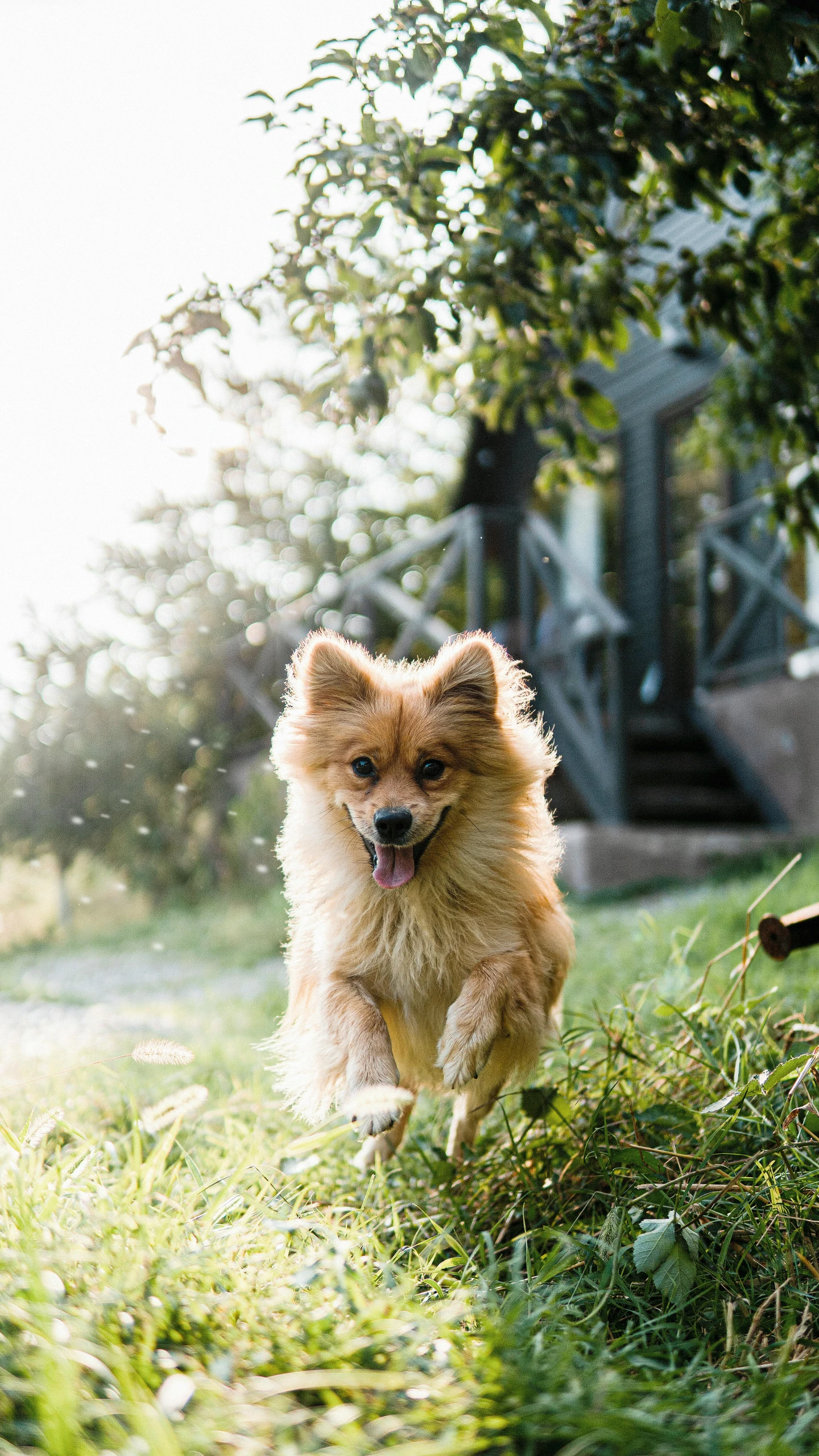 a dog running in the grass near a tree