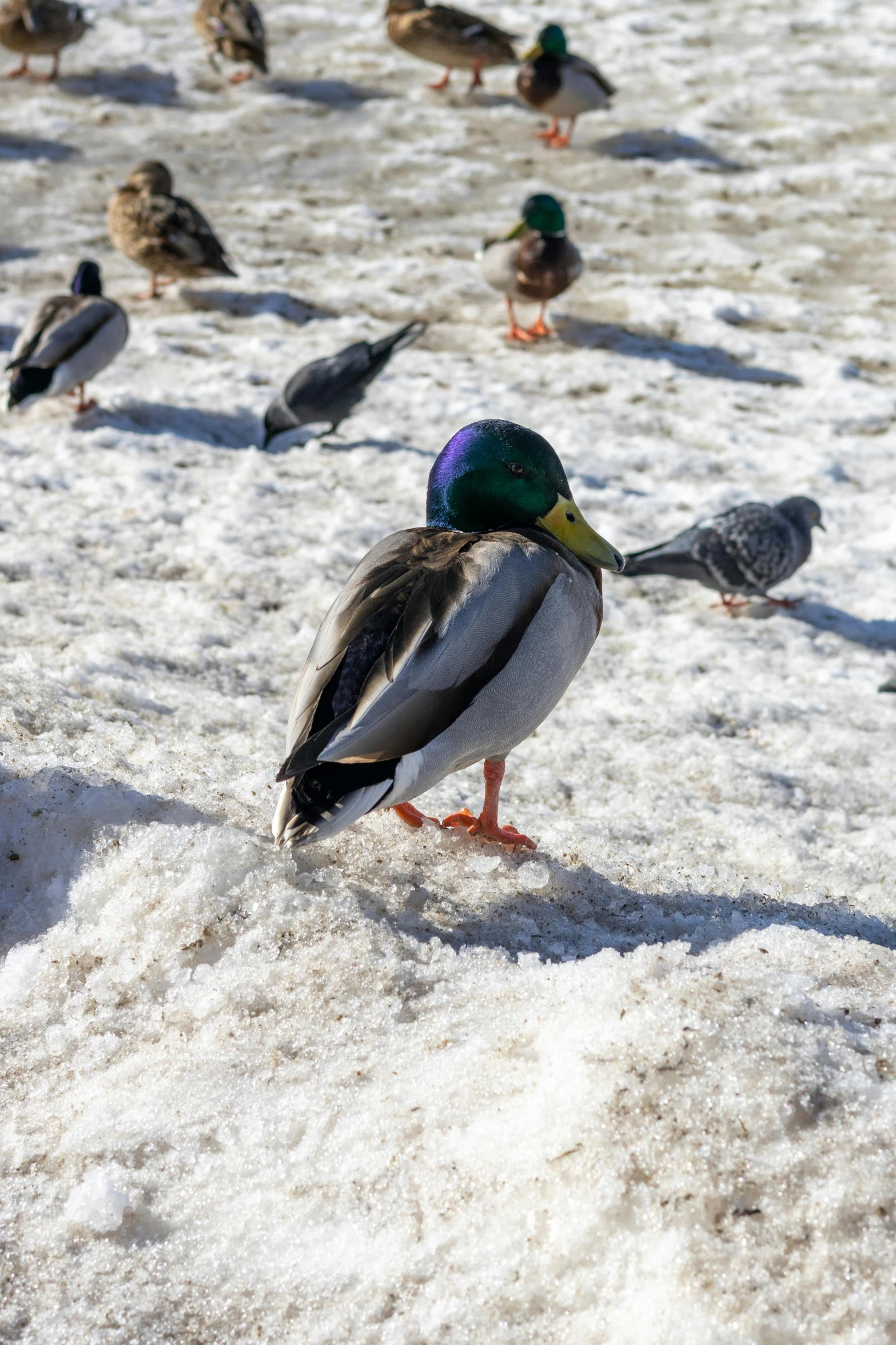 a large group of birds walking through the snow