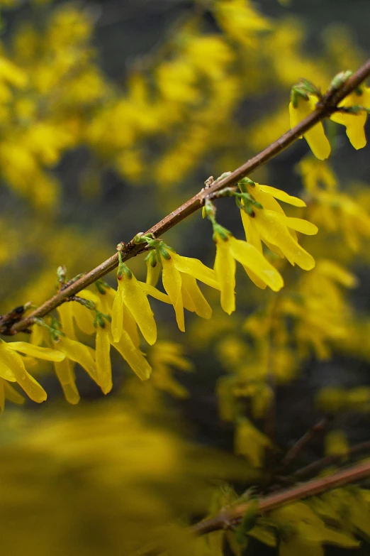 an image of yellow flowers that are growing