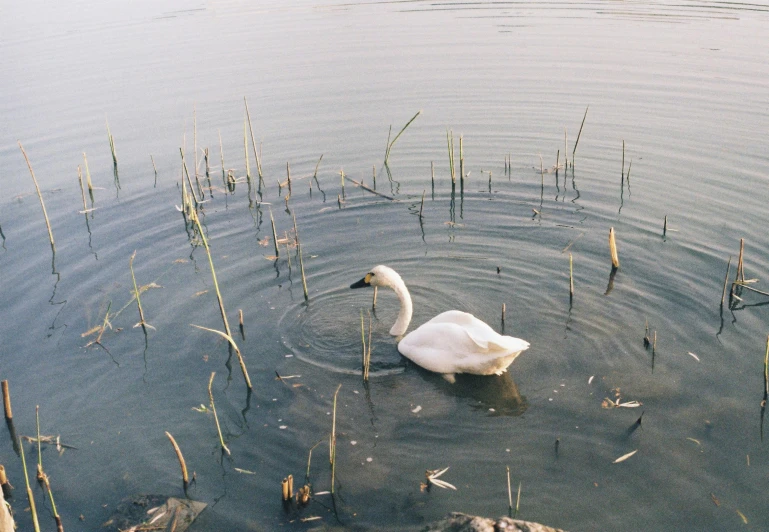 a duck floating on top of a lake next to plants