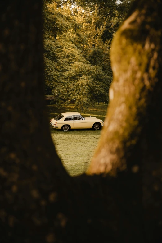 a white car parked in a wooded area