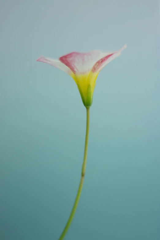 the tip of a flower in blurry color