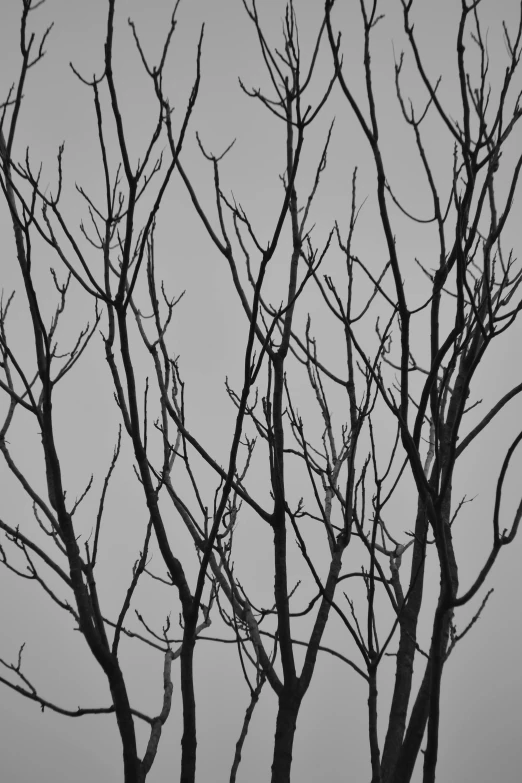 this tree has no leaves but is standing in front of the gray sky