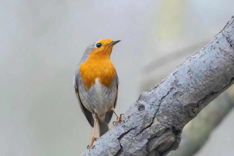 a small bird sitting on the nch of a tree