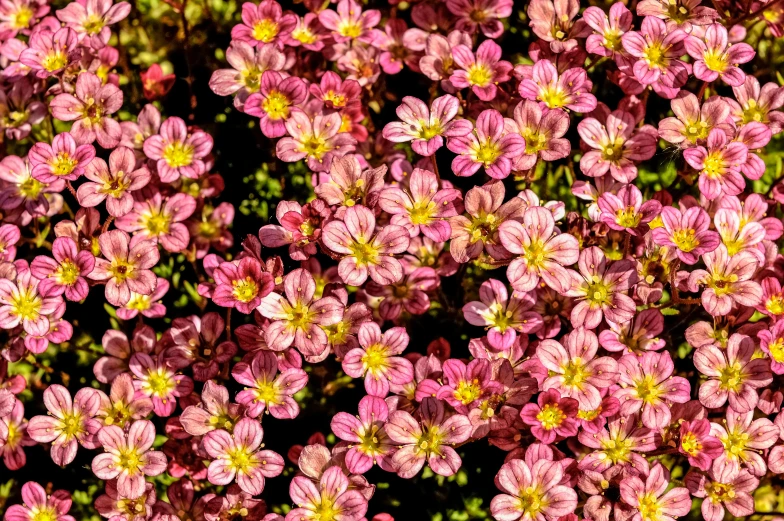 a pink flower with some yellow and yellow in it