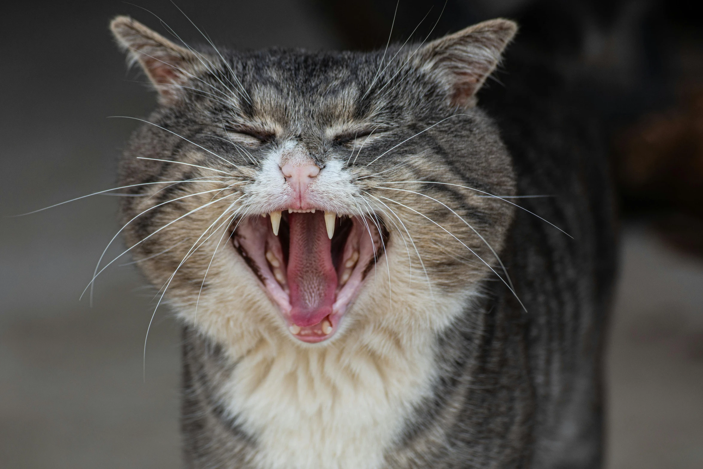 a cat is taking a silly face while growling