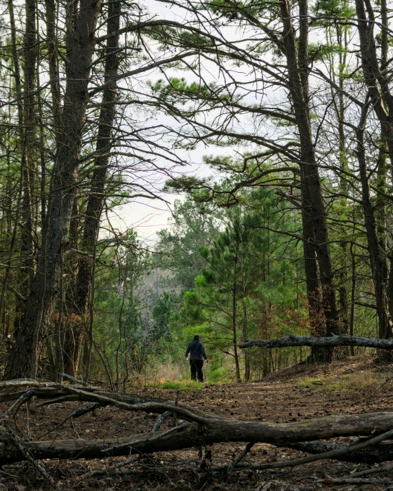 man walking through a forest by fallen trees