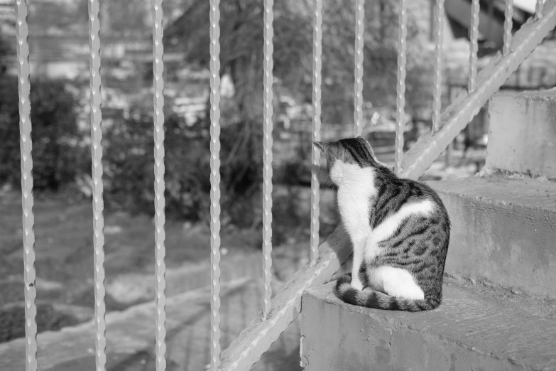 black and white pograph of cat sitting on step