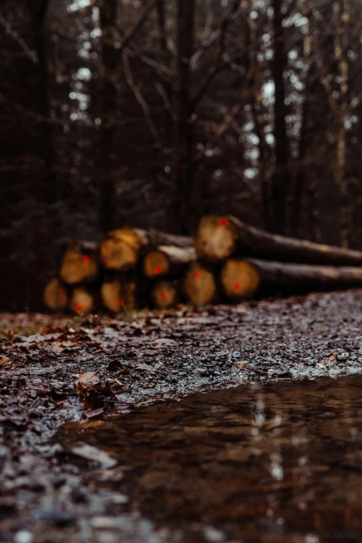 logs sitting on a wet road in the woods