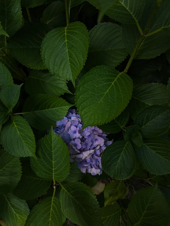 the purple flower is surrounded by green leaves