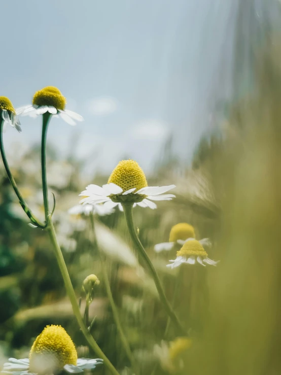 a bunch of daisies sitting in a field