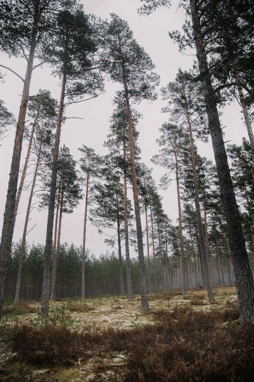 there is a dirt field with pine trees