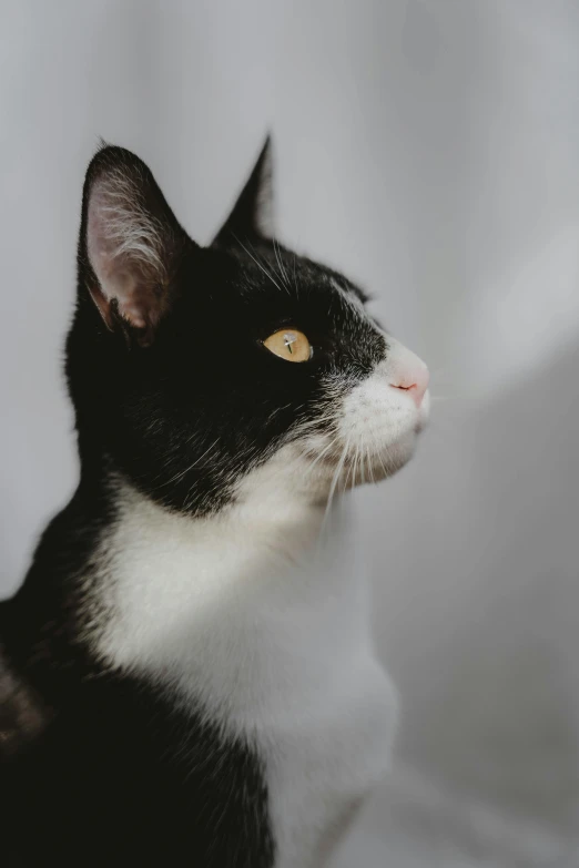 the black and white cat has yellow eyes