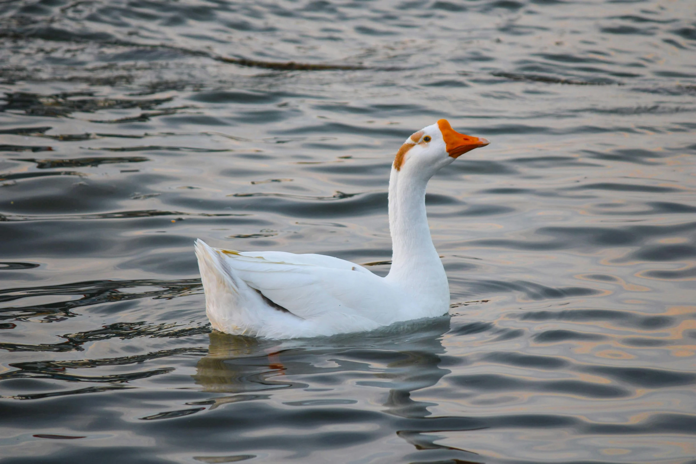 a white duck swimming on top of a lake