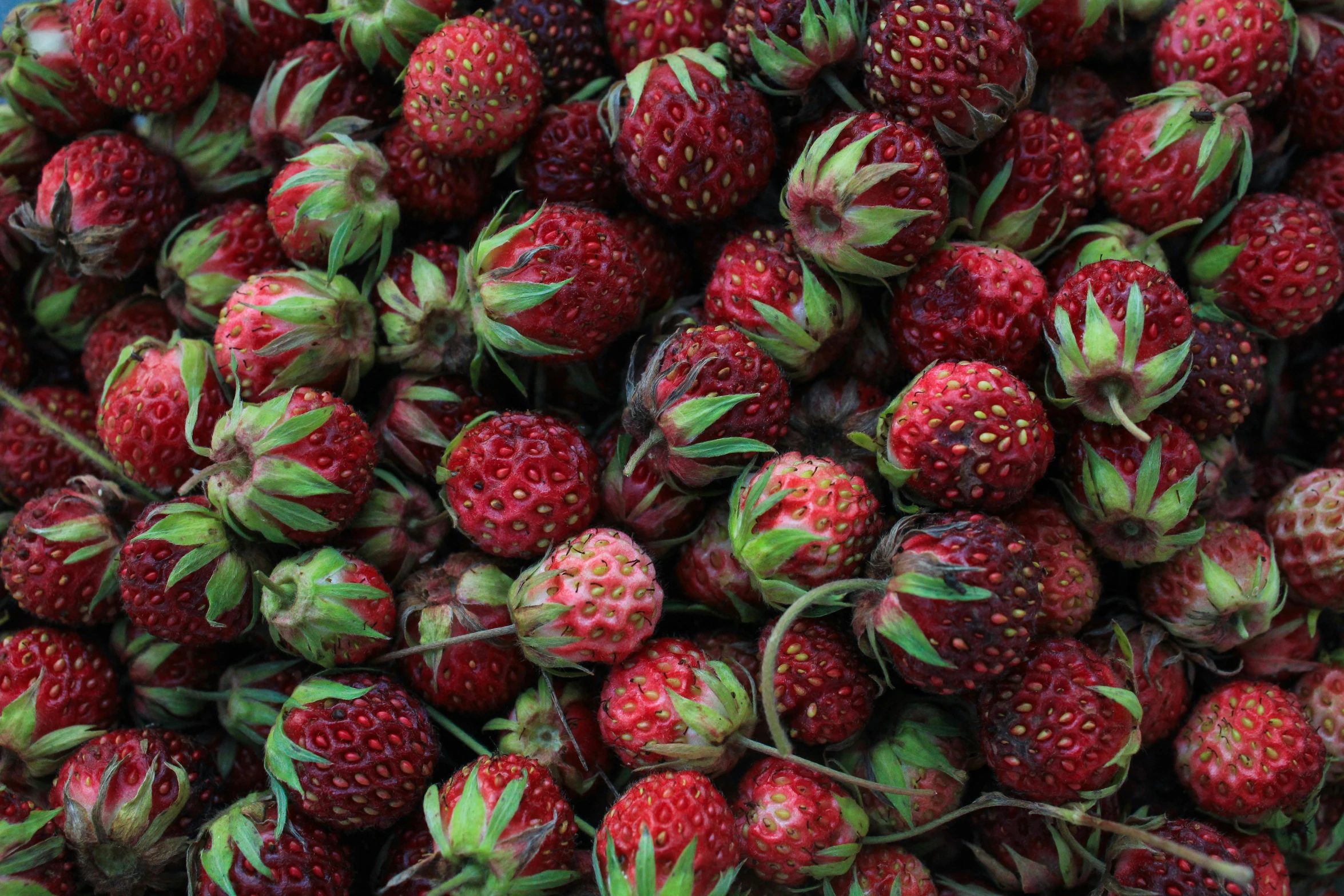 closeup view of several large berries displayed