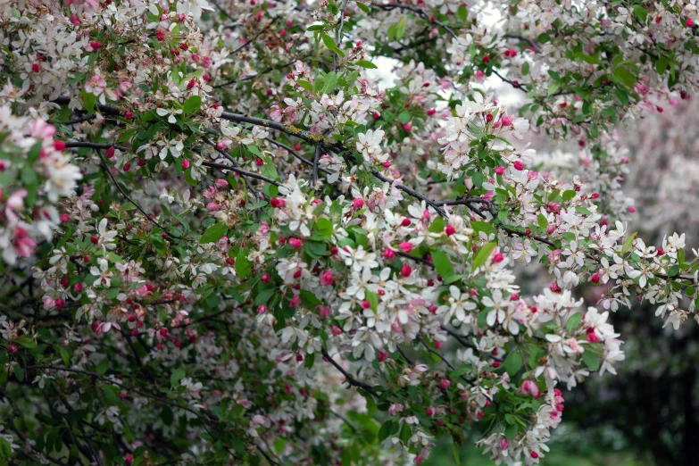 a bush full of blossoms on a rainy day