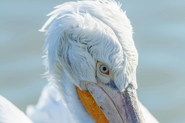 the close up of a large white bird with long, orange beak