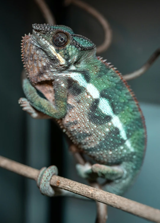 a very cute lizard on a wooden nch