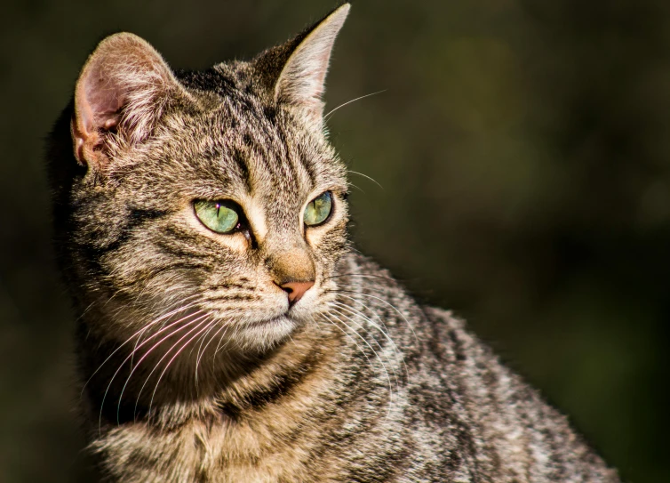 the green eyes of this cat are very cute