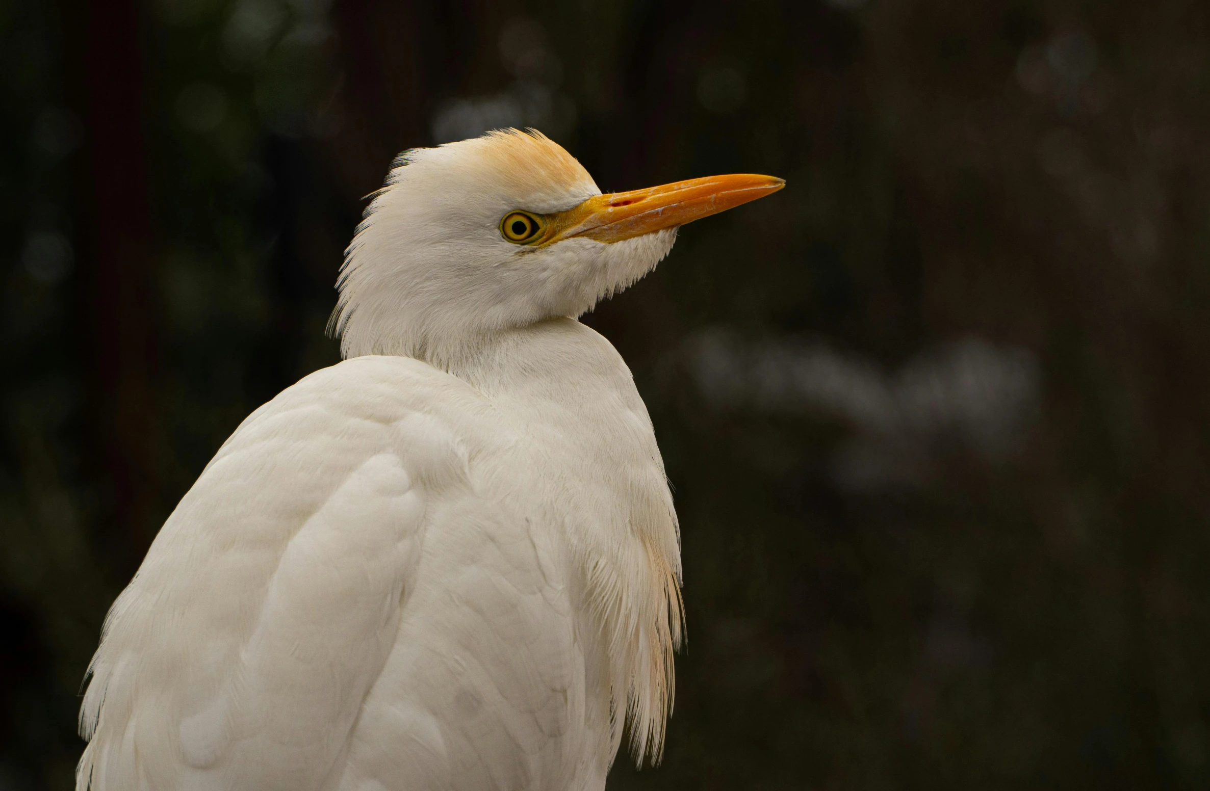 a very pretty white bird with a yellow beak