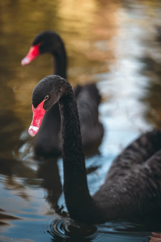 two black birds swim in some deep water