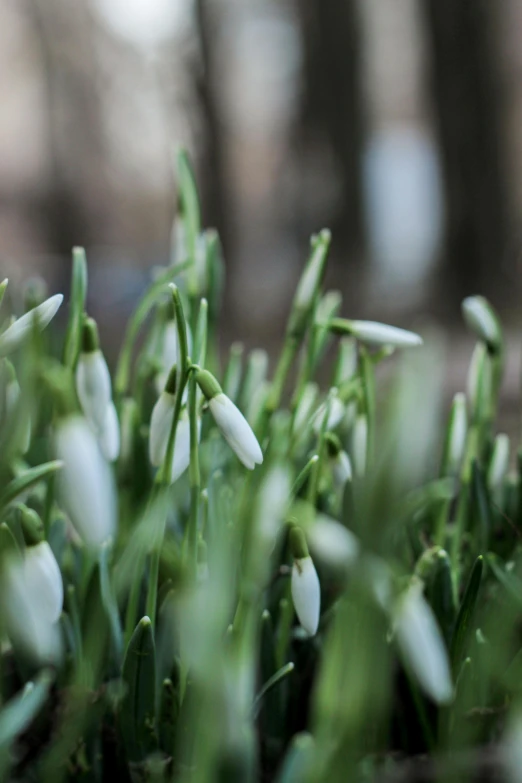 small flowers growing from grass in a garden