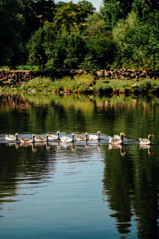 many ducks swim on the water near a forest