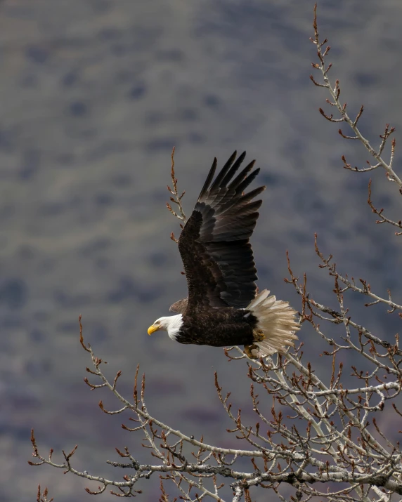 a bald eagle soaring over the top of a bare tree