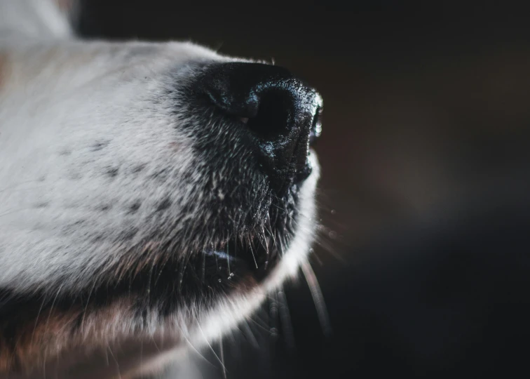 a dog with black spots on its face