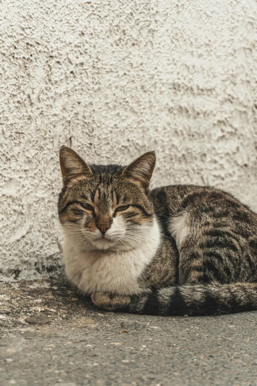 an adult grey and white cat rests against a wall