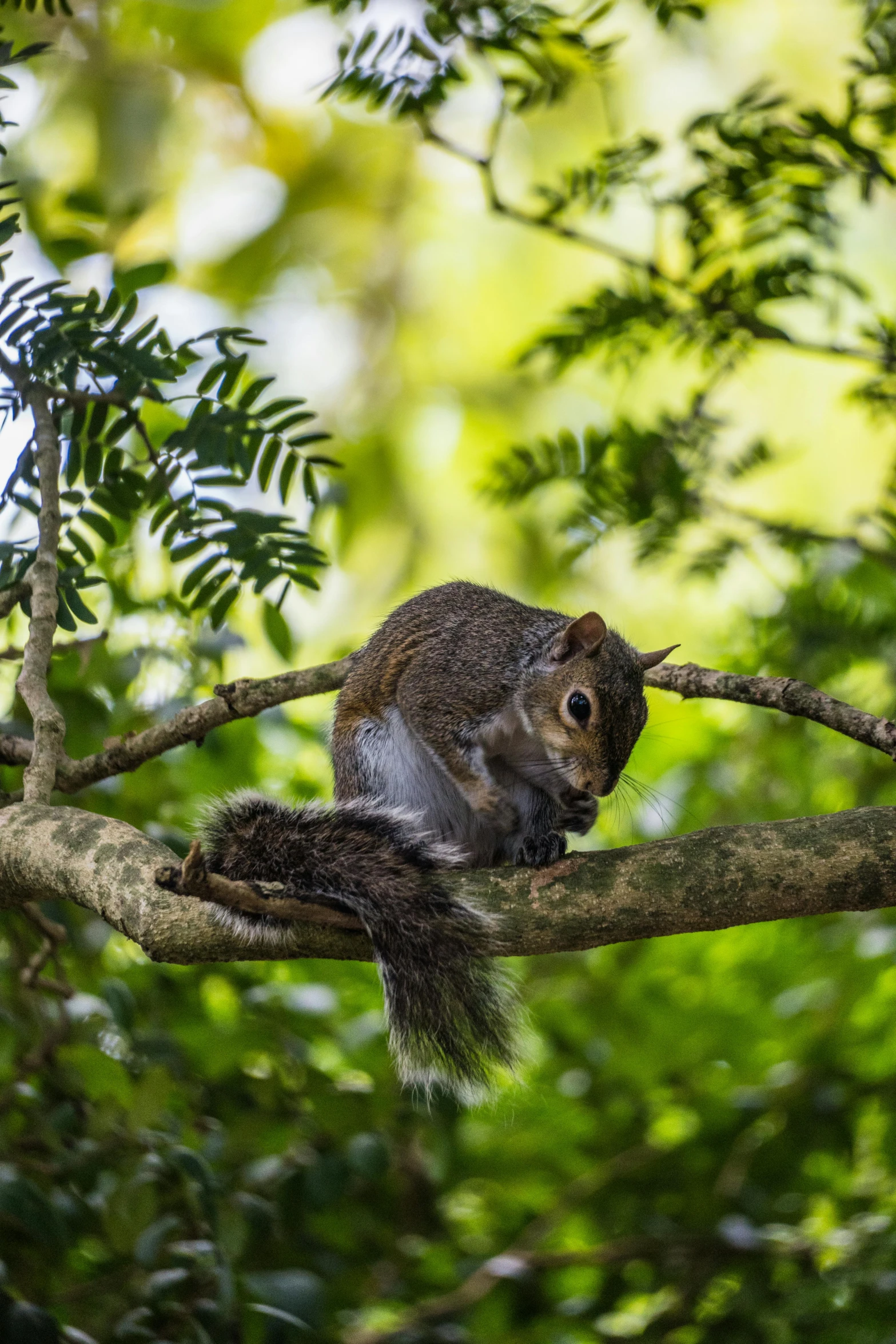 a squirrel is sitting on a tree limb