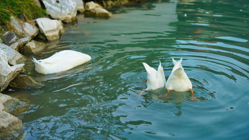 three geese are swimming around in the water