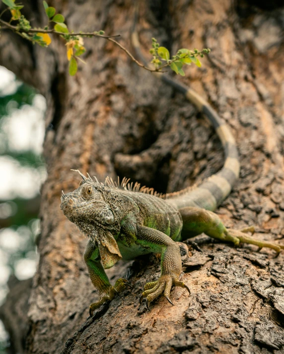 an iguana climbing up the trunk of a tree