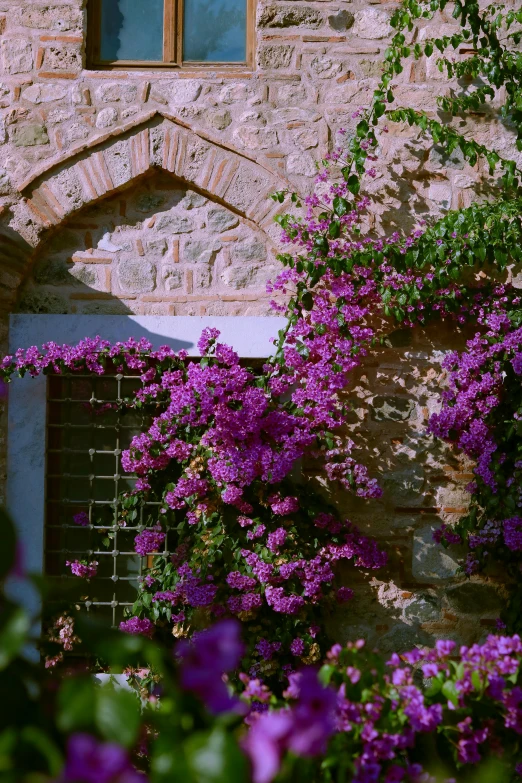 purple flowers growing around a brick building in the sun