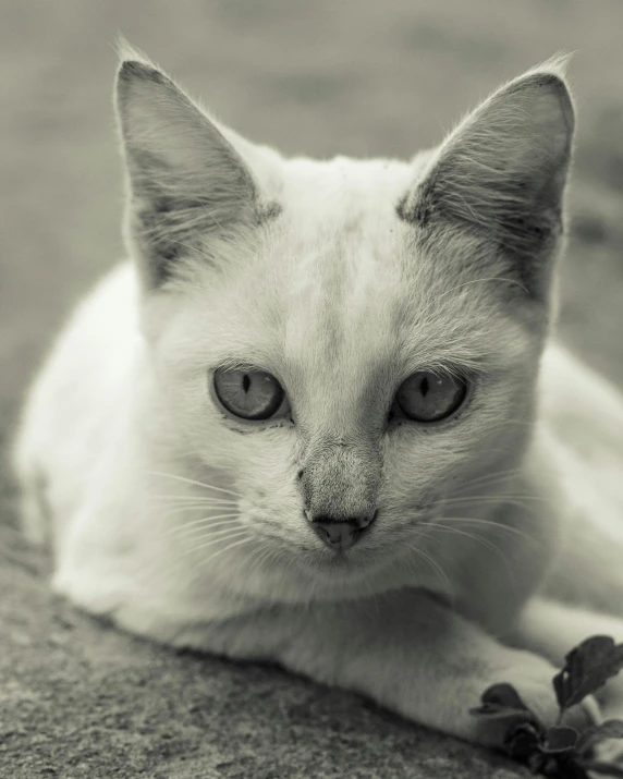 white cat with blue eyes sitting next to a flower