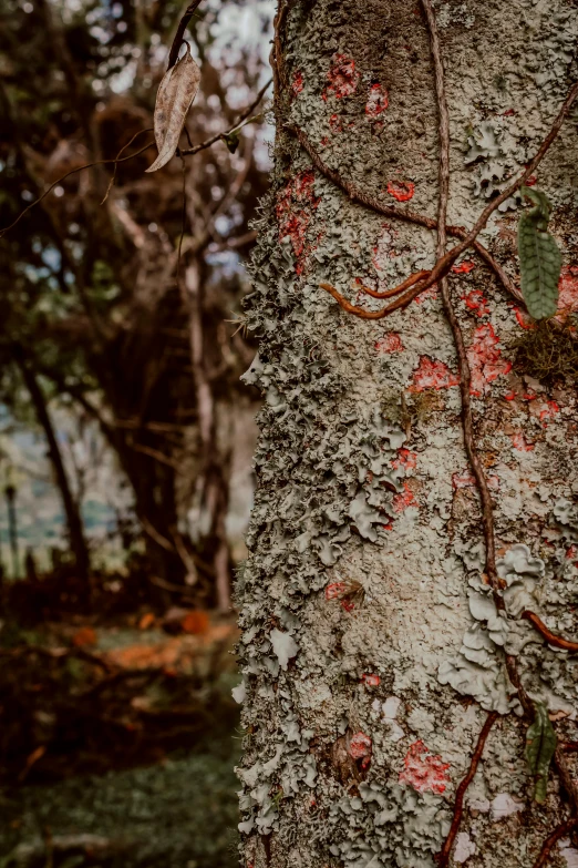 this is a tree with many different colors on it