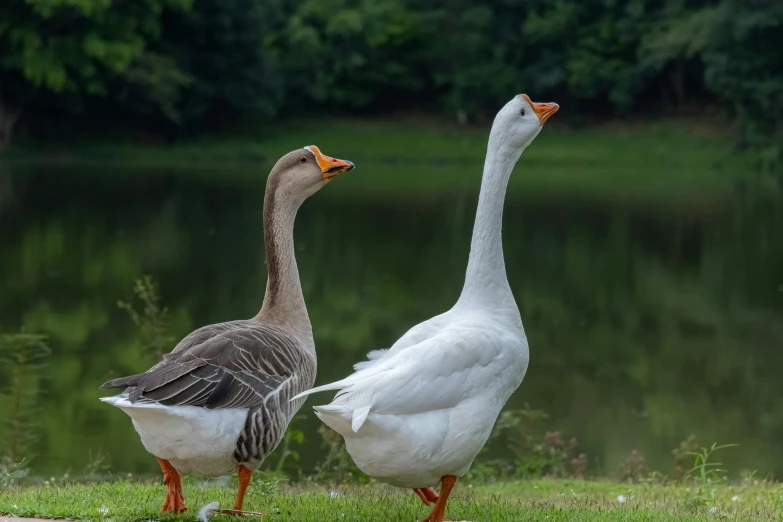 two geese walking in the grass next to a pond