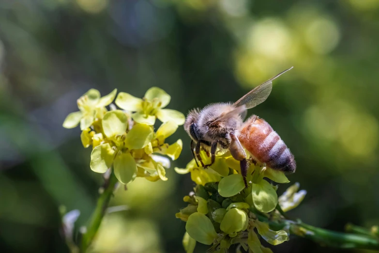 a small bee on yellow flowers with green stems