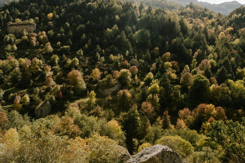 a hill covered in lush green hillside surrounded by tall trees